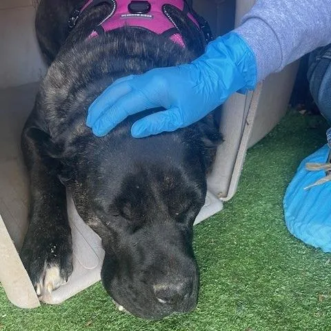 Mama Mel Blanc thumbnail 5