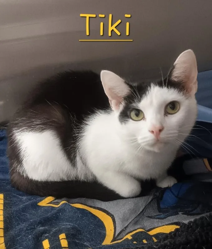 An adult medium-sized female Black & White / Tuxedo Domestic Medium Hair cat named Tiki for adoption in Seymour, IN