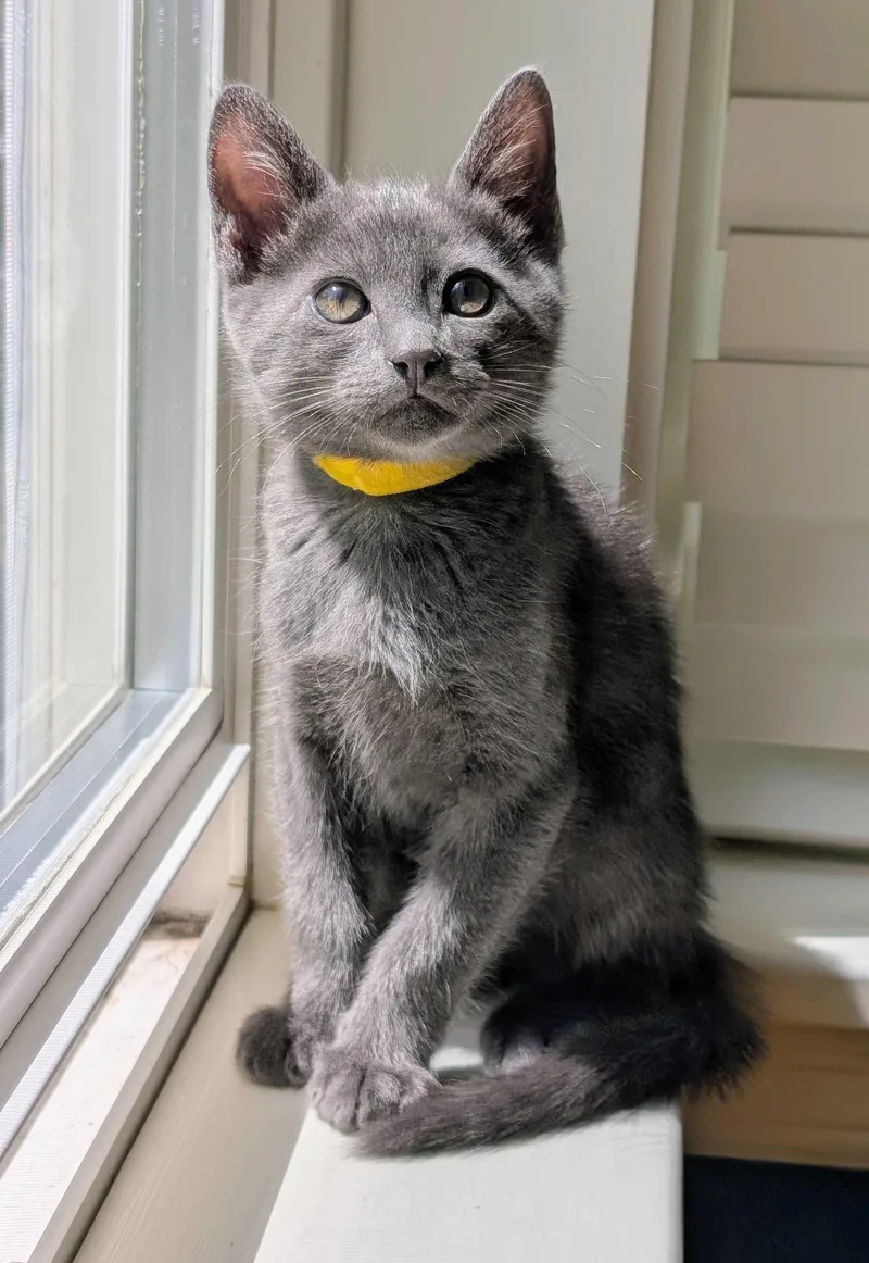 A baby medium-sized male Domestic Short Hair cat named Beckett And Boimler for adoption in Seattle, WA