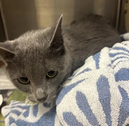 An adult large-sized female Domestic Short Hair cat named Verona for adoption in Chamblee, GA
