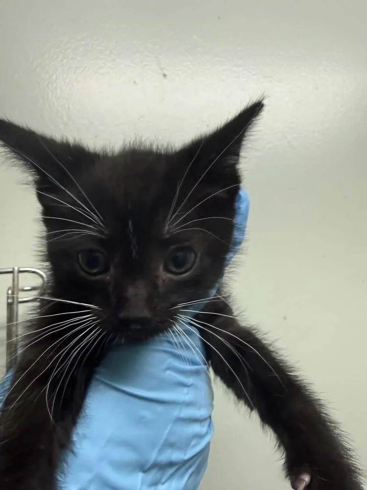 A baby small-sized male Black & White / Tuxedo Domestic Short Hair cat named Carino for adoption in Evansville, IN