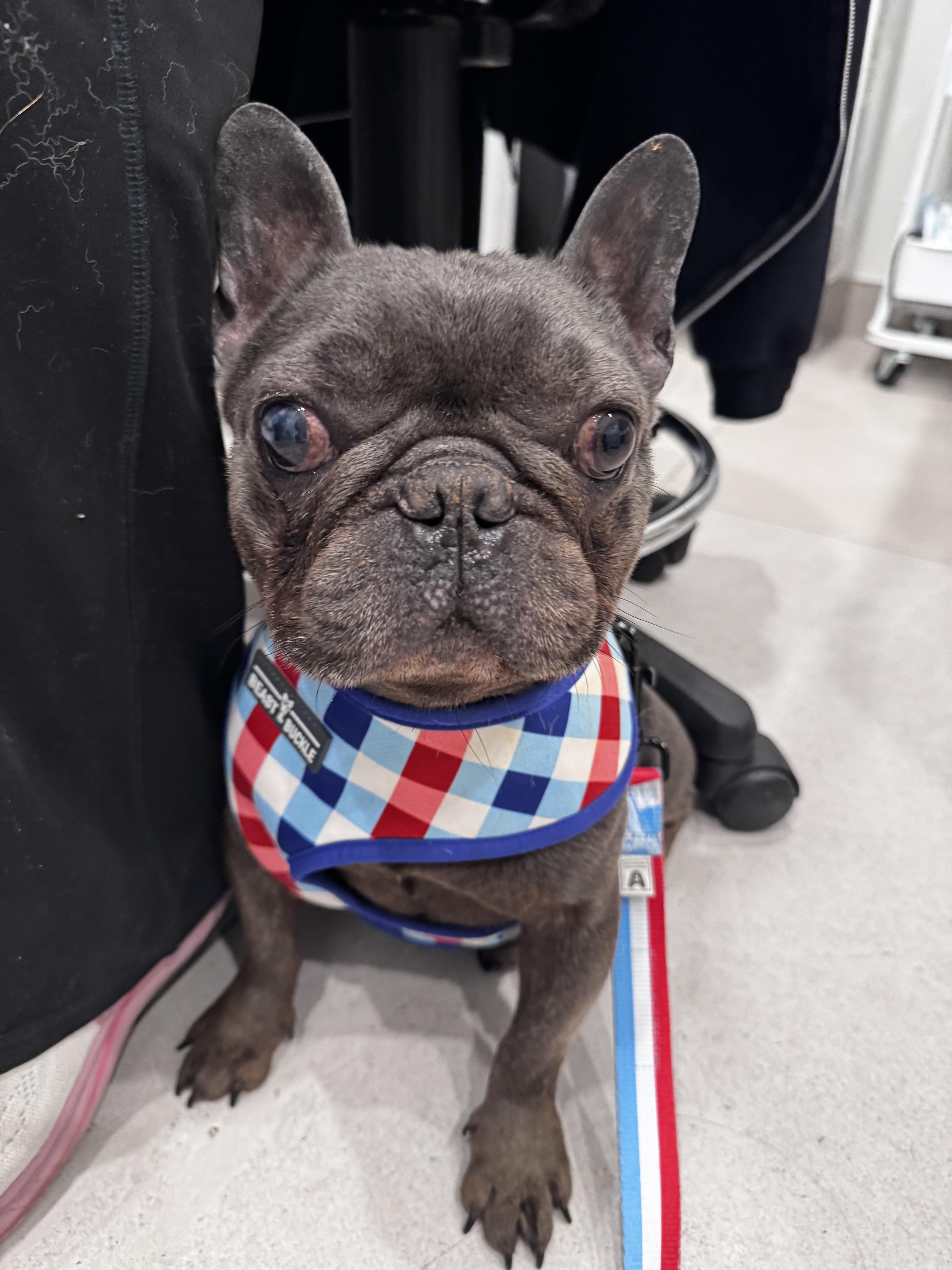 A young small-sized male Gray / Blue / Silver Mixed Breed dog named Ash for adoption in Evanston, IL