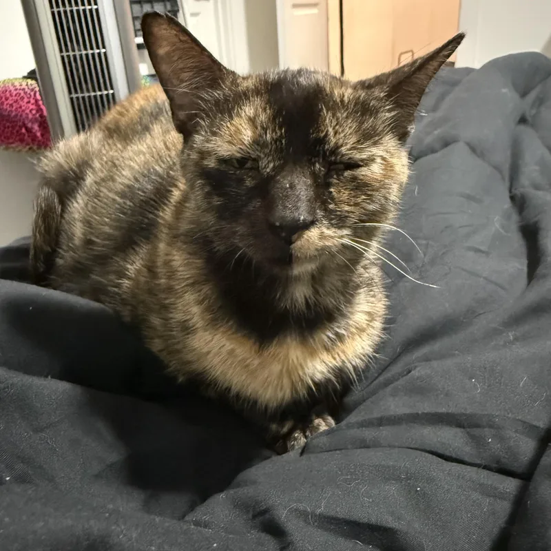 An adult medium-sized female Tortoiseshell Domestic Short Hair cat named Mama Taco Bell for adoption in Houston, TX