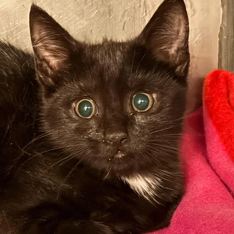 A baby small-sized female Black Domestic Short Hair cat named Oriole for adoption in Troy, VA