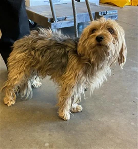 An adult small-sized male Yorkshire Terrier dog named Howie for adoption in Ontario, CA