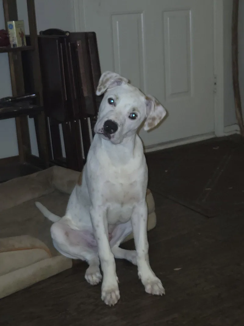 A young large-sized male Pit Bull Terrier dog named Benny for adoption in McKinney, TX