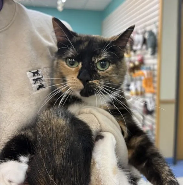 An adult small-sized female Domestic Short Hair cat named Binx for adoption in Sioux City, IA