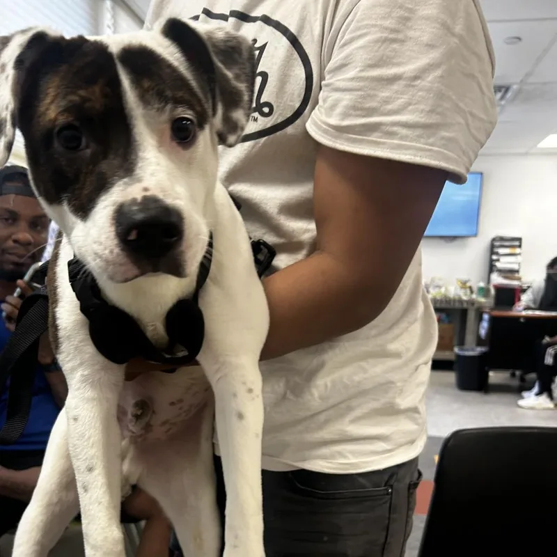 A young medium-sized male White / Cream Mixed Breed dog named Alden for adoption in Philadelphia, PA