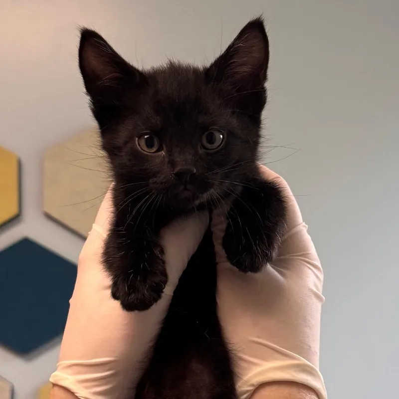 Rattlesnake Bite thumbnail 2