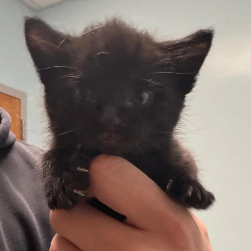 A baby small-sized male Black Domestic Short Hair cat named Rattlesnake Bite for adoption in Wilmington, DE