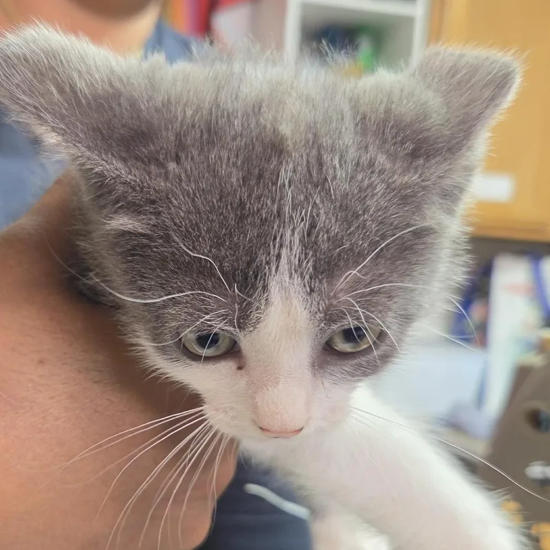 A baby small-sized male White Domestic Short Hair cat named Cruiser for adoption in Leander, TX