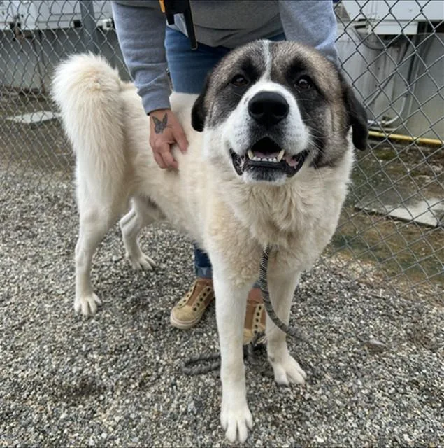 An adult extra large-sized male Great Pyrenees dog named Tank for adoption in Lincolnton, NC