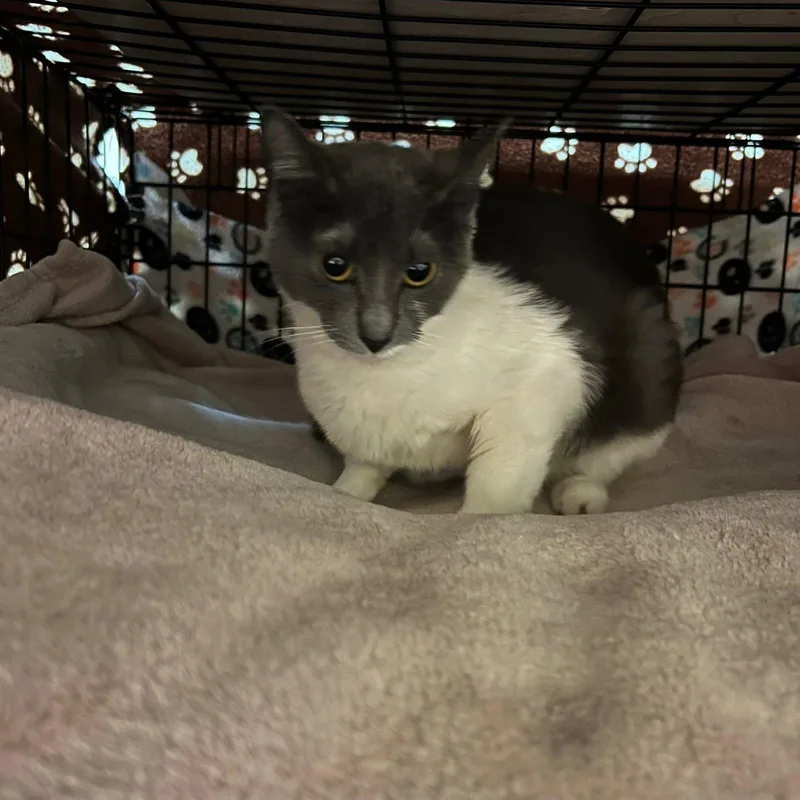 A young medium-sized female Gray & White Domestic Short Hair cat named Heather for adoption in Blasdell, NY