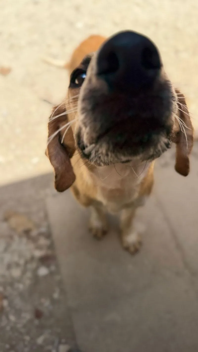 A young medium-sized male Golden Redbone Coonhound dog named Rascal for adoption in Horseshoe Bend, AR