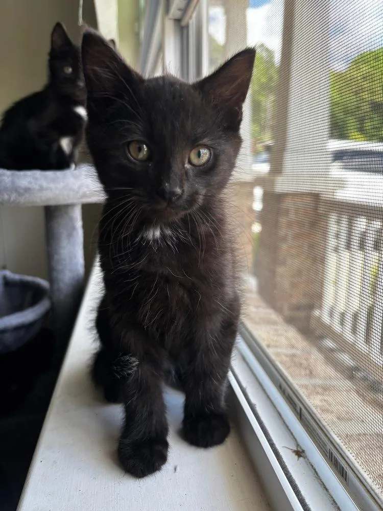 A baby small-sized male Black & White / Tuxedo Domestic Short Hair cat named Kas for adoption in Mooresville, NC
