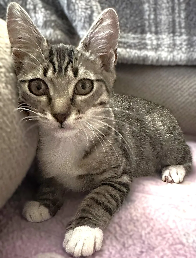 A baby small-sized female Tabby cat named Gretel for adoption in Fort Myers, FL