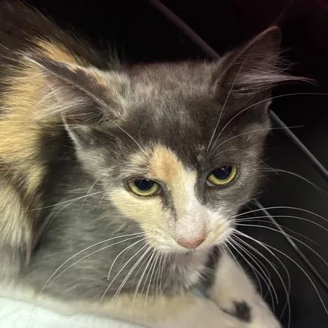 A baby small-sized female Calico Domestic Medium Hair cat named Lioness for adoption in New York, NY