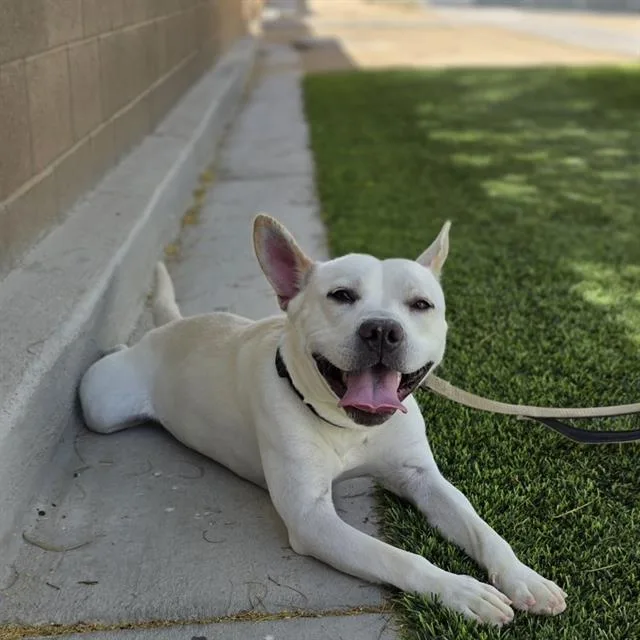 A young large-sized male Pit Bull Terrier dog named Marley for adoption in Las Vegas, NV