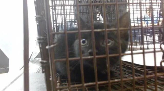 A baby small-sized female Domestic Short Hair cat named Rebecca for adoption in Miami, FL
