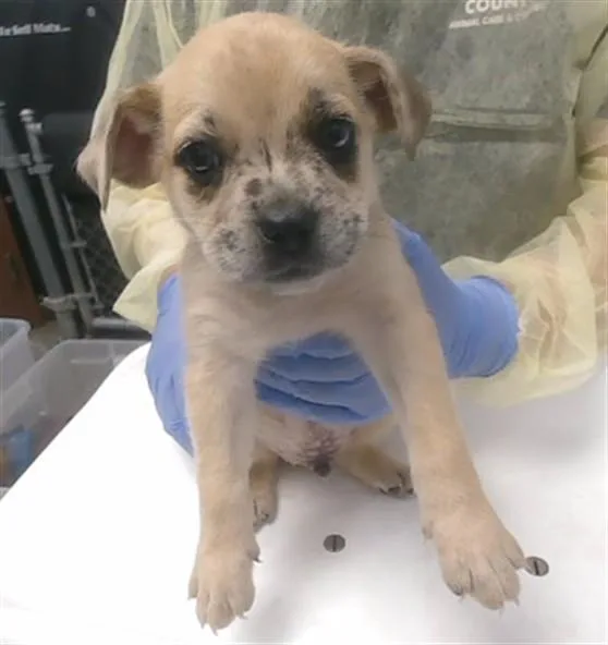 A baby small-sized male Catahoula Leopard Dog dog named Jim Beam for adoption in Phoenix, AZ