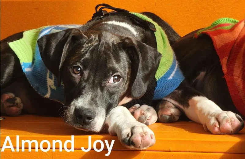 Almond Joy thumbnail 2