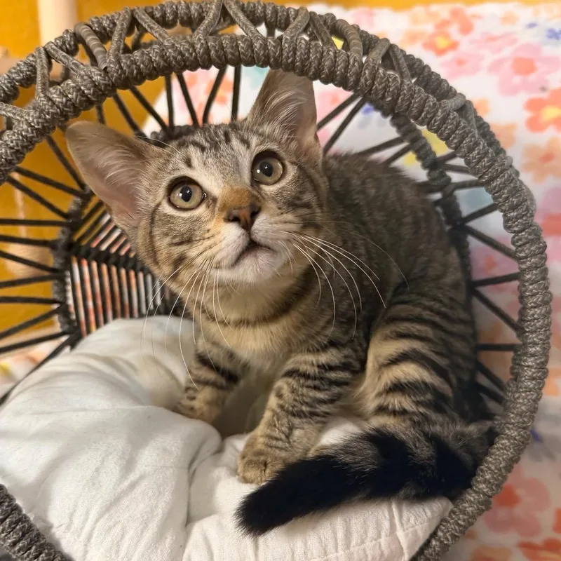 A baby small-sized female Brown / Chocolate Domestic Short Hair cat named Cadillac for adoption in Flower Mound, TX