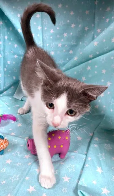 A baby medium-sized male Gray & White Domestic Short Hair cat named Luke for adoption in Lake Monroe, FL