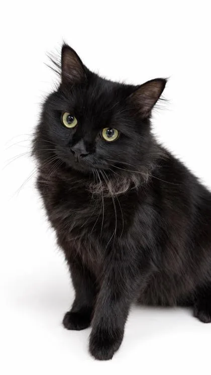 An adult small-sized female Domestic Medium Hair cat named Kiki for adoption in Bowling Green, KY
