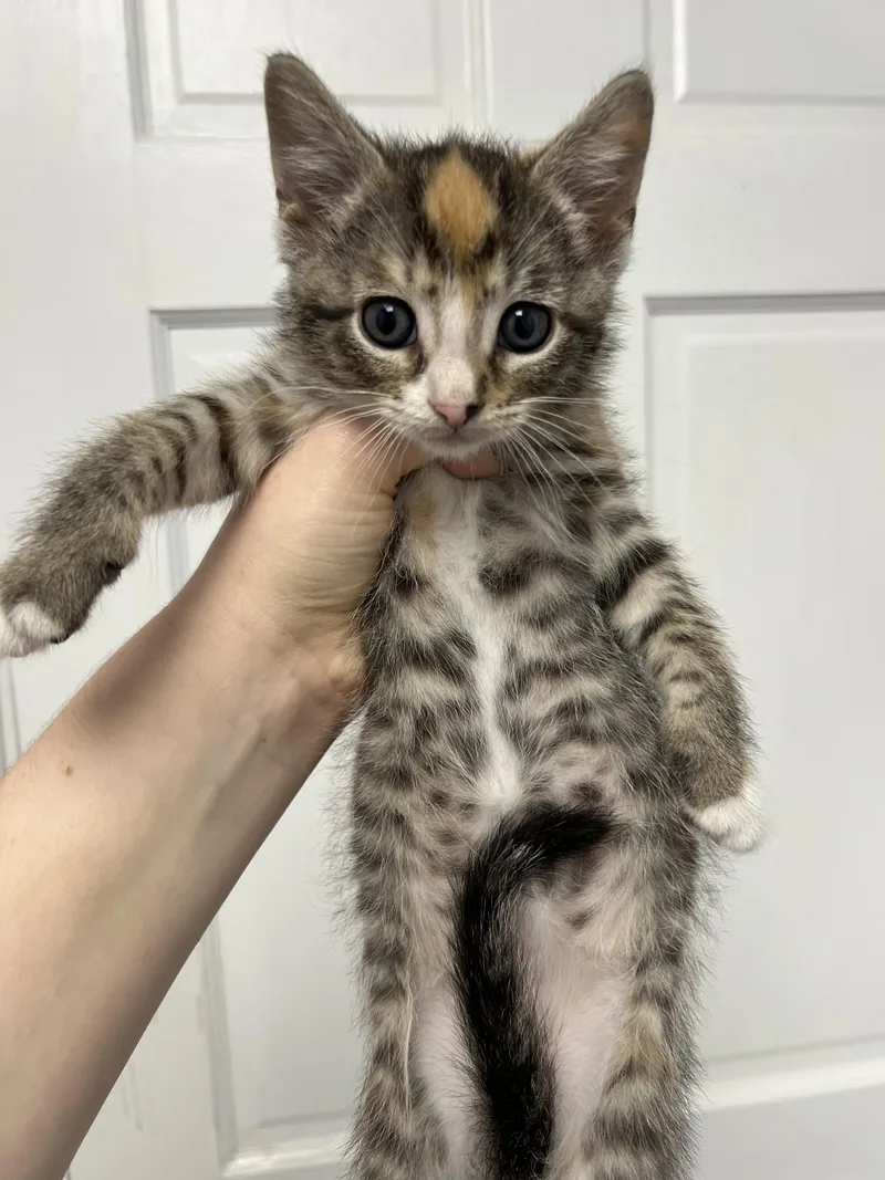 A young medium-sized female Tabby (Tiger Striped) Domestic Short Hair cat named Cherry for adoption in Gaithersburg, MD