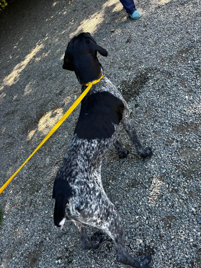 A young medium-sized female German Shorthaired Pointer dog named Letti for adoption in Tewksbury, MA