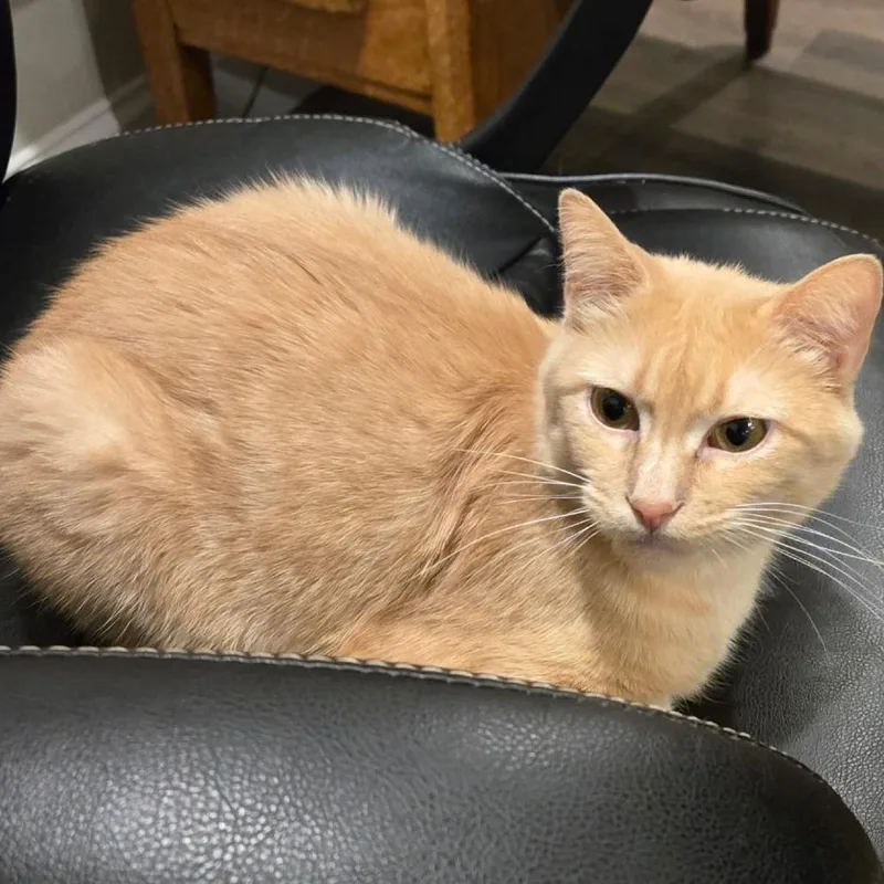 A senior medium-sized female Orange / Red Domestic Short Hair cat named Buffy for adoption in Union, MO