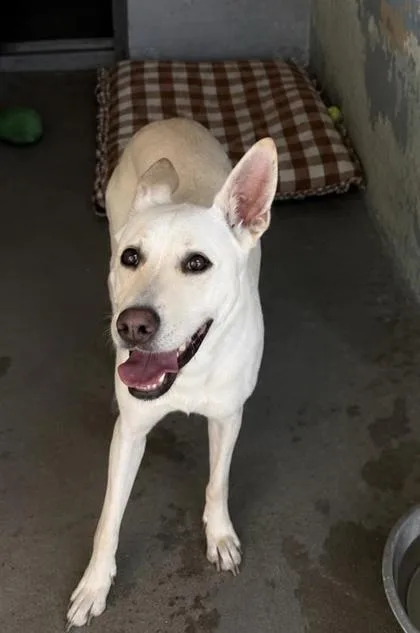 An adult medium-sized female Mixed Breed dog named Magnolia for adoption in Largo, FL