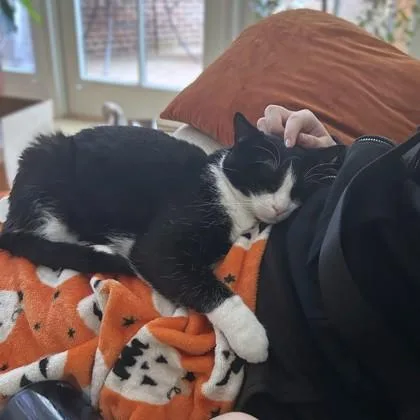 An adult medium-sized female Domestic Short Hair cat named Storm for adoption in Washington, DC