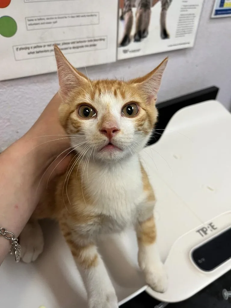 A baby medium-sized male Domestic Short Hair cat named Alvin for adoption in New Braunfels, TX