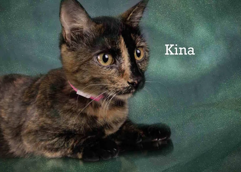 A young medium-sized female Tortoiseshell cat named Kina for adoption in York, NE