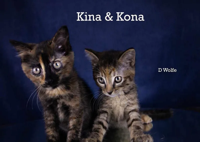 Kina thumbnail 4