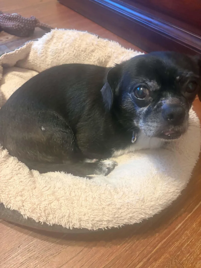 A senior small-sized male Pekingese dog named Knight Medeiros for adoption in Saunderstown, RI