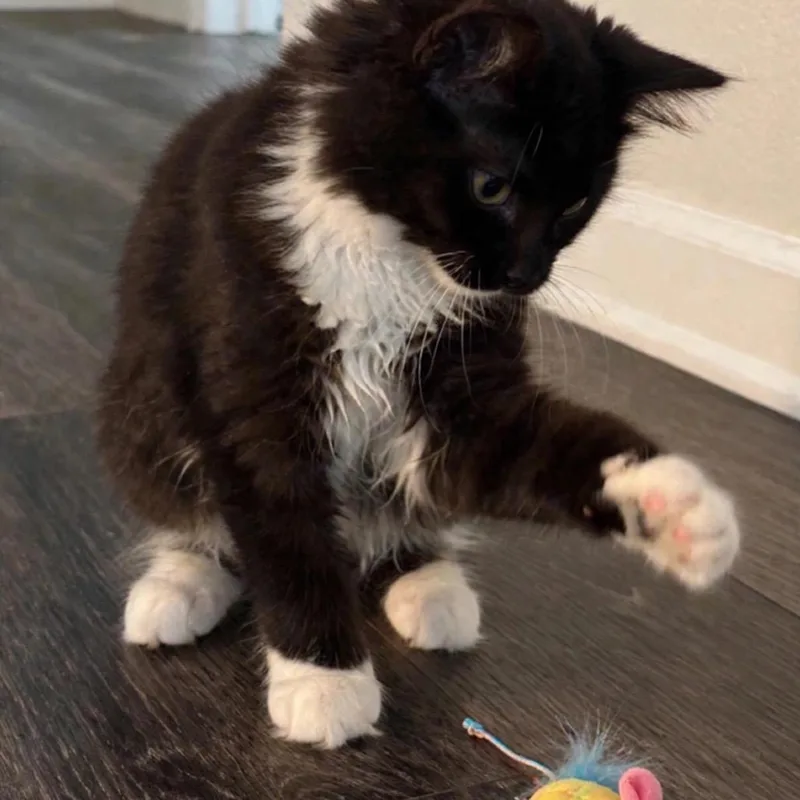 A baby medium-sized female Black Domestic Long Hair cat named Maggie for adoption in Cathlamet, WA