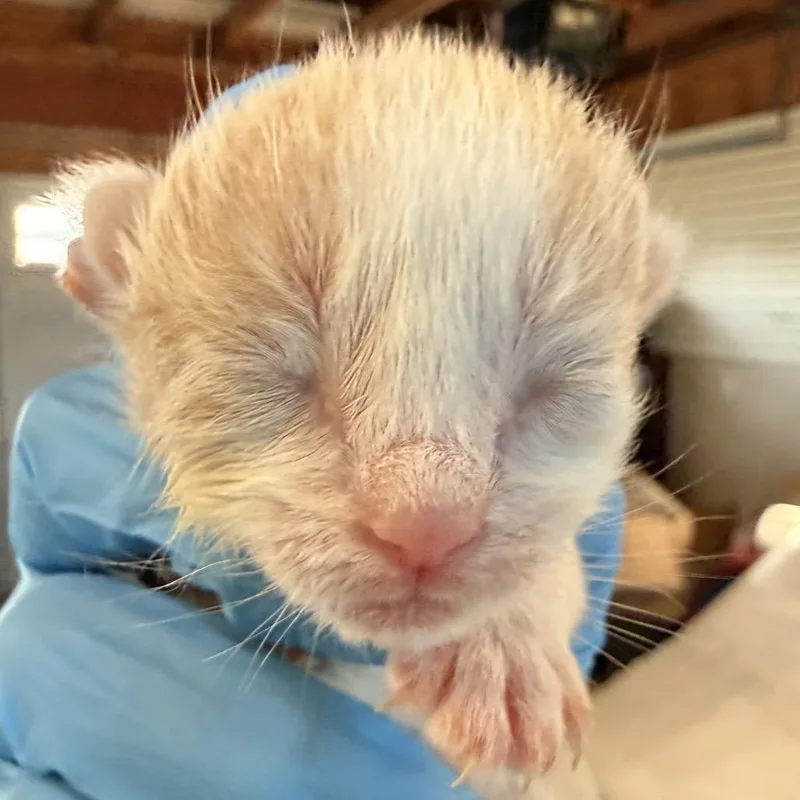 A baby small-sized male Buff / Tan / Fawn Domestic Short Hair cat named Papyrus In Stevensville  for adoption in Alexandria, VA
