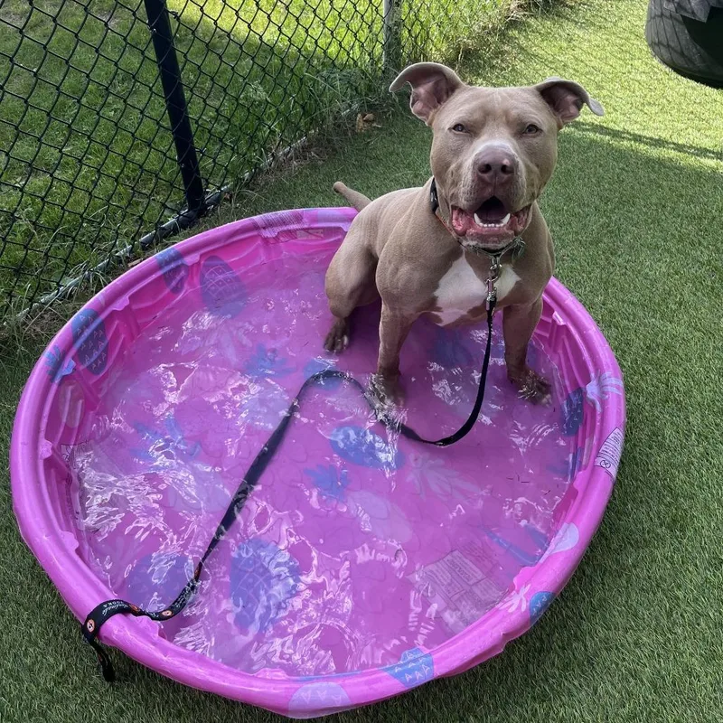 Drako