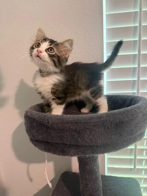 Rajah