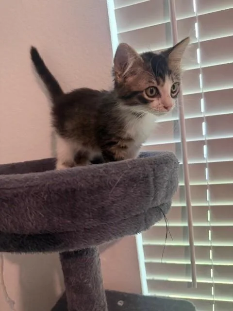 Rajah thumbnail 2