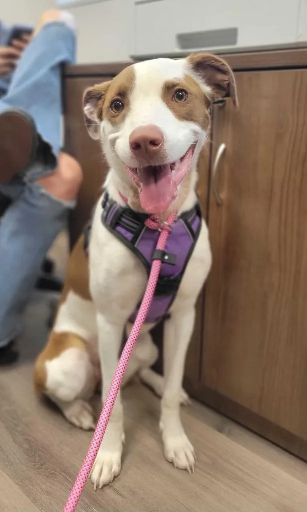 A young large-sized female Mixed Breed dog named Taco Bella for adoption in Chillicothe, OH