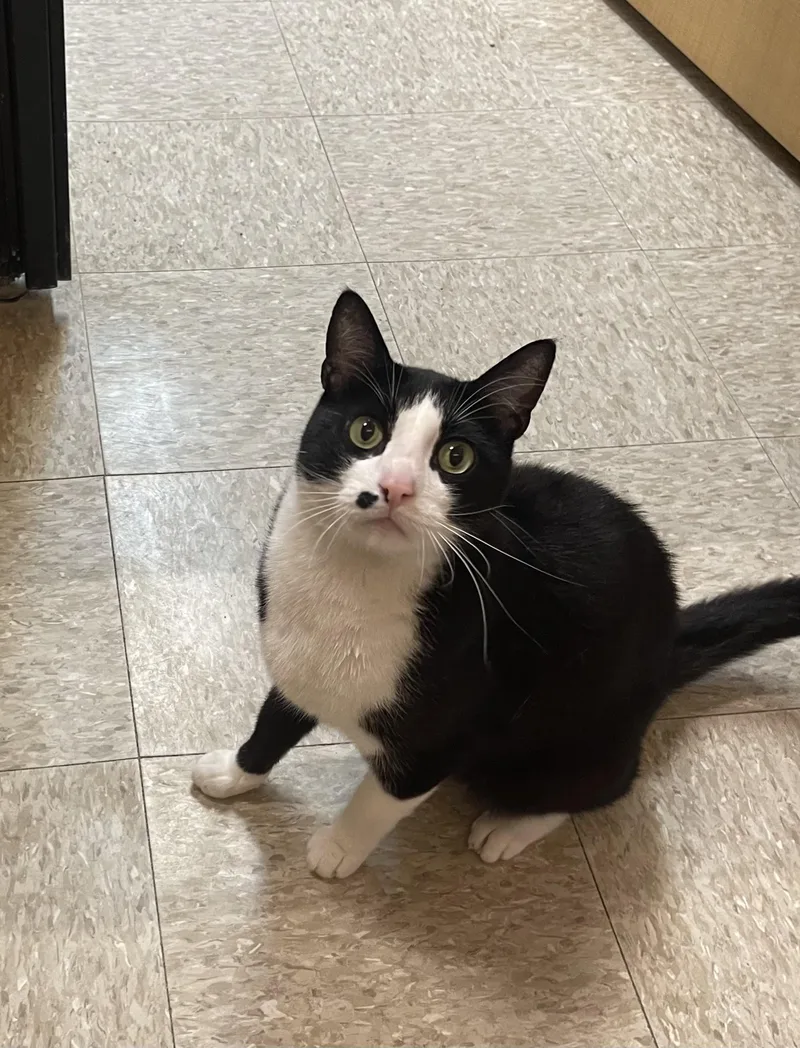 An adult medium-sized male Black & White / Tuxedo Domestic Short Hair cat named Marlin for adoption in Highland, IN