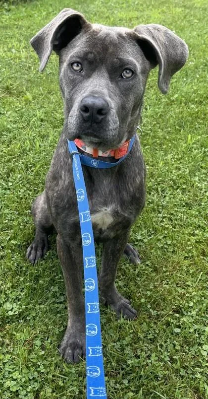 A baby large-sized female Gray / Blue / Silver Great Dane dog named Zora for adoption in Ithaca, NY