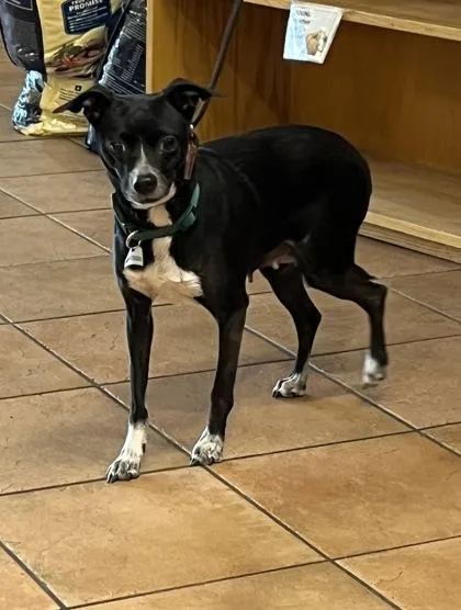 An adult small-sized female Mixed Breed dog named Maylah for adoption in Longmont, CO