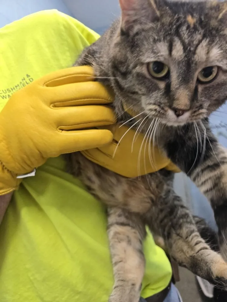 An adult small-sized female Domestic Medium Hair cat named Tater for adoption in Evansville, IN