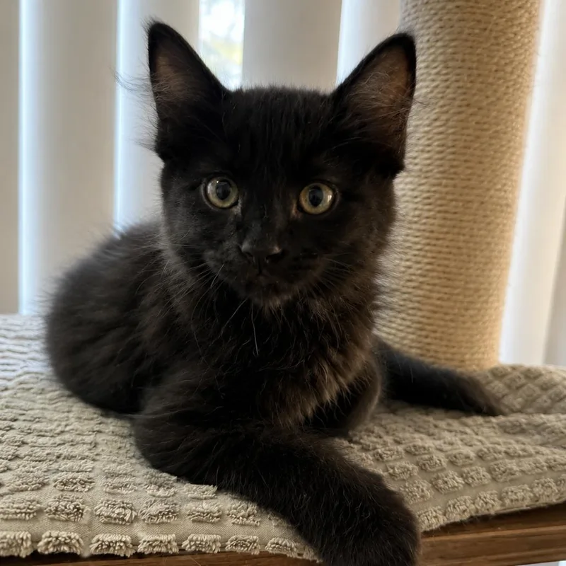 A baby small-sized female Black Domestic Short Hair cat named Koda for adoption in Tustin, CA