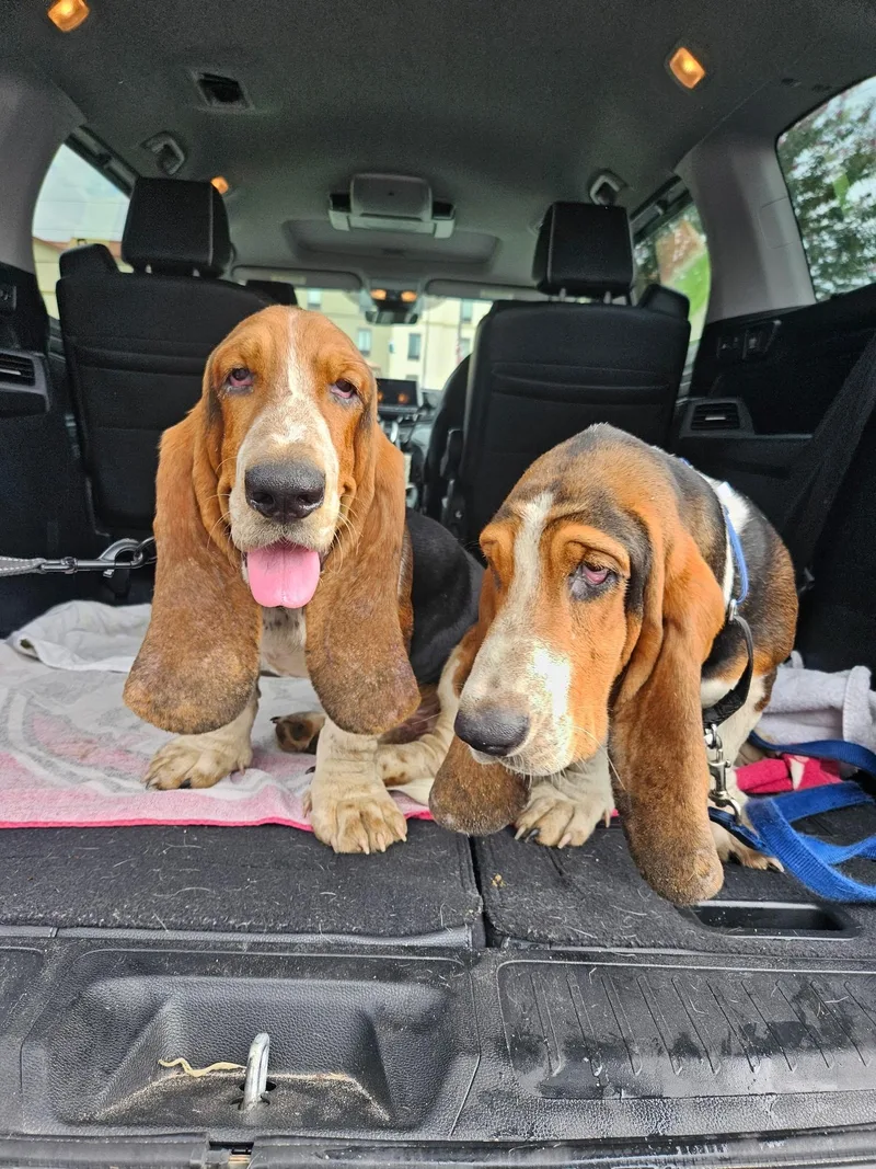 Leroy & Rufus thumbnail 2