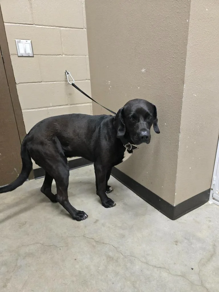A young large-sized male Labrador Retriever dog named Jax for adoption in Huntsville, TX